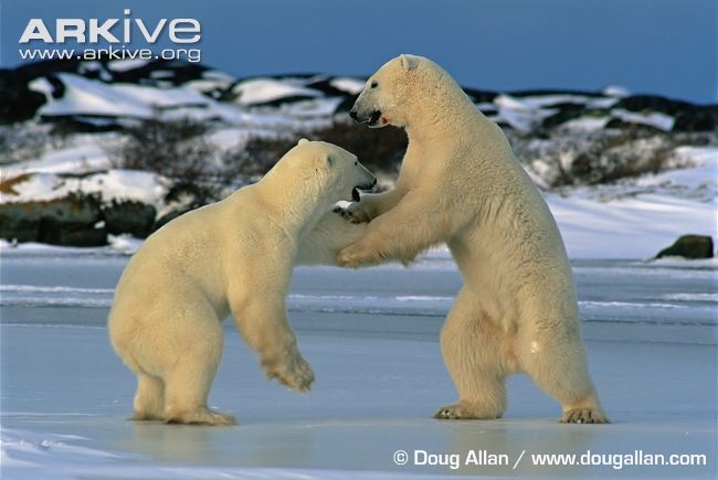 Adult-male-polar-bears-testing-each-others-strength.jpg