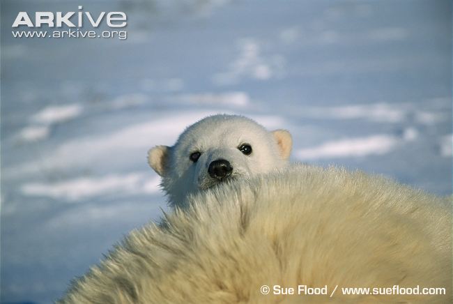 Polar-bear-cub-peering-over-adult-female.jpg