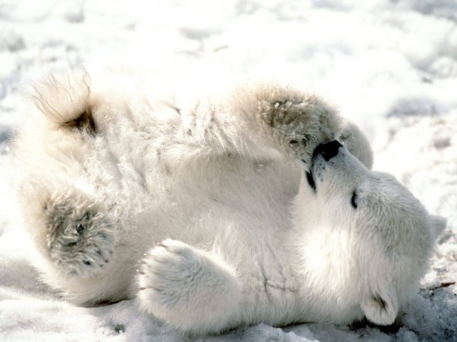 Baby_Polar_Bear-.jpg