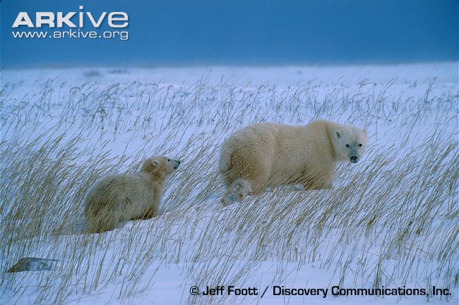 Polar-bear-leading-cub.jpg