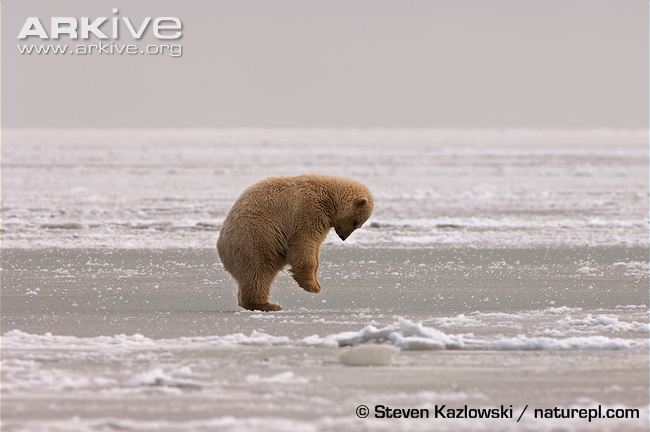 Polar-bear-cub-jumping-to-break-through-ice.jpg