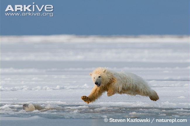 Polar-bear-jumping-across-newly-forming-pack-ice.jpg