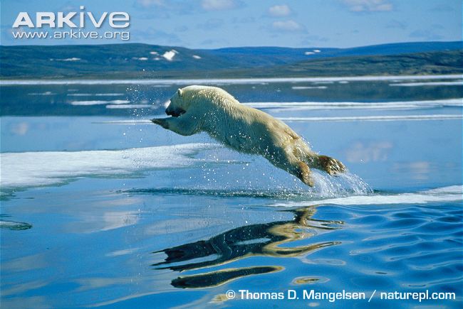 Polar-bear-jumping-between-ice-flows.jpg