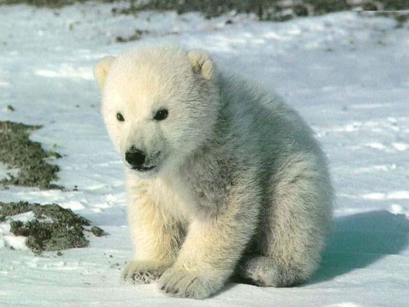 polarbear.jpg