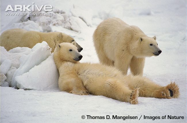 Polar-bears-resting.jpg