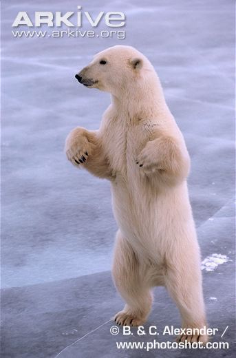 Polar-bear-male-standing-on-hind-legs.jpg