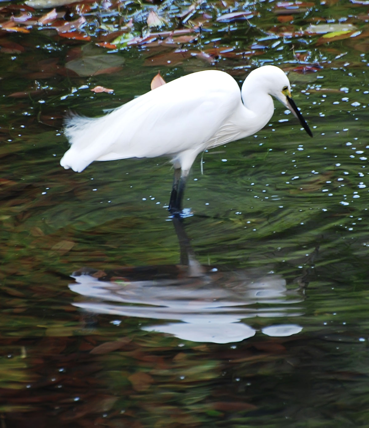 single-bird-standing.jpg