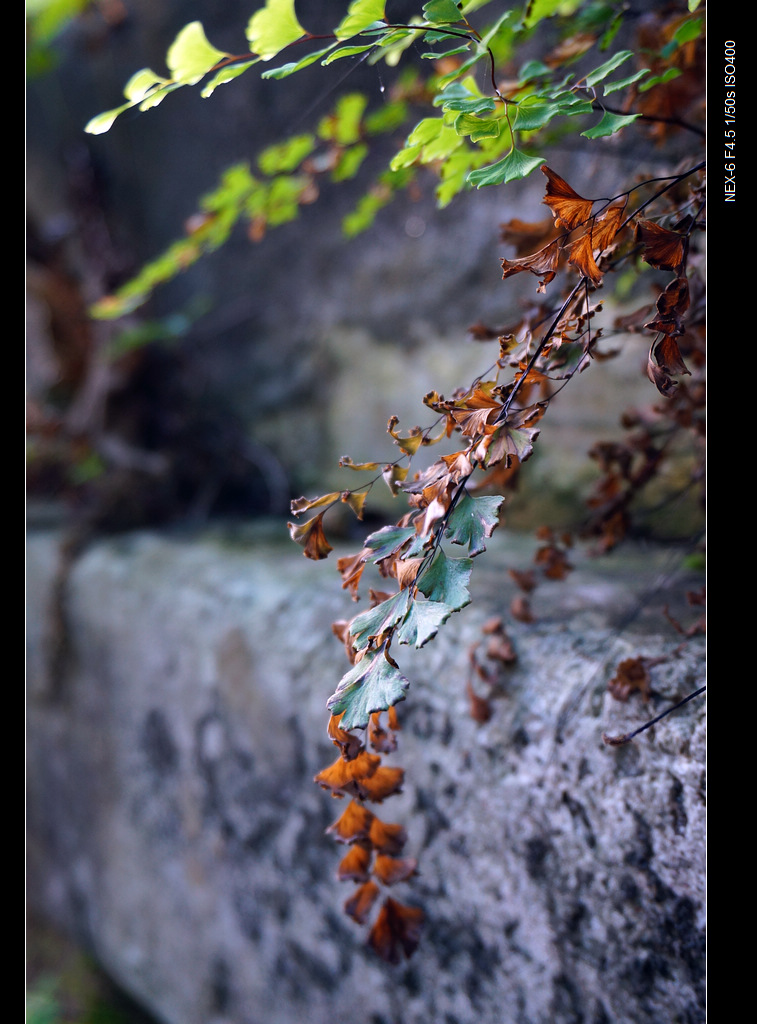 DSC00203.jpg