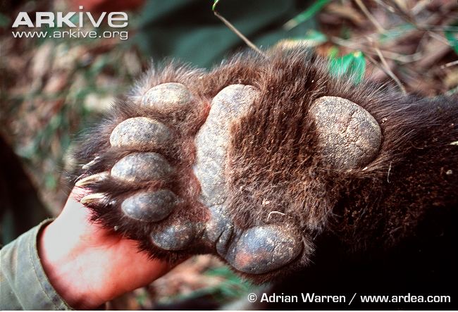 Giant-panda-underside-of-foot.jpg