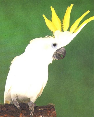 073_Triton_Cockatoo[1].jpg