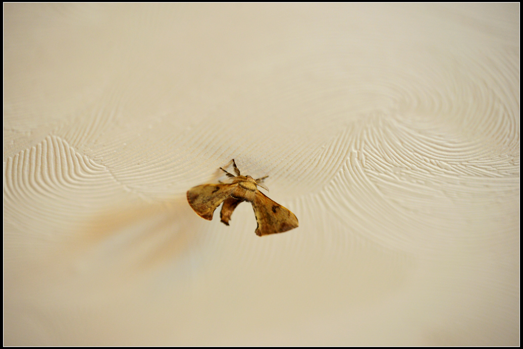 DSC_2108R.jpg