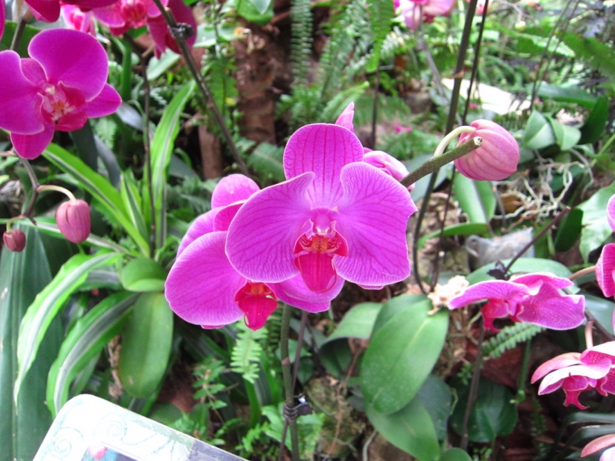 植物 (1).jpg