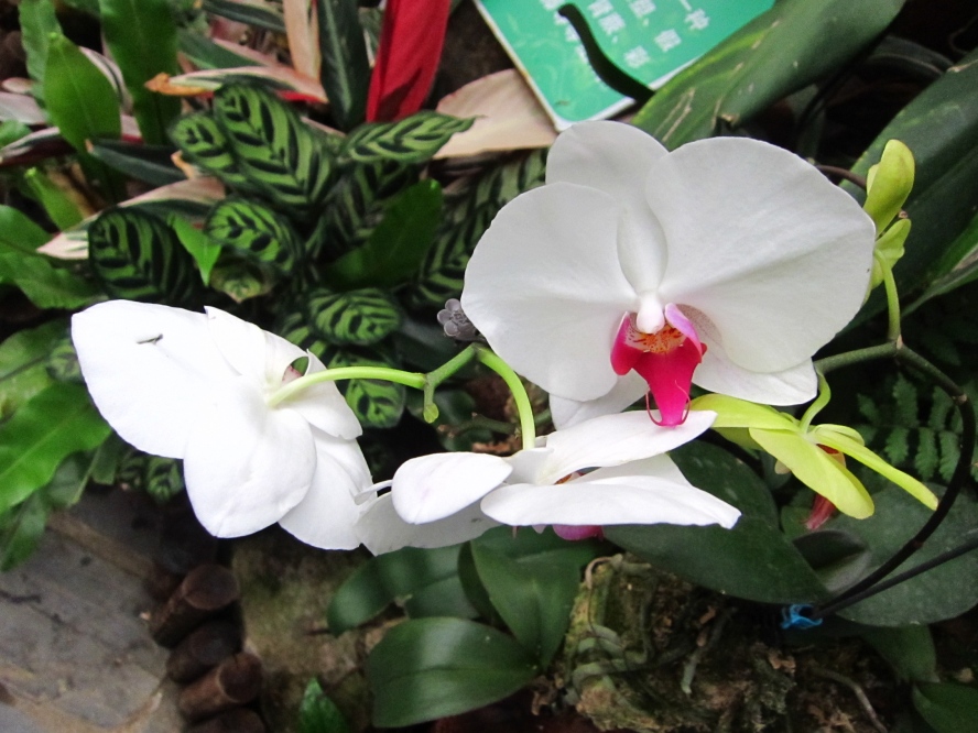 植物 (3).jpg