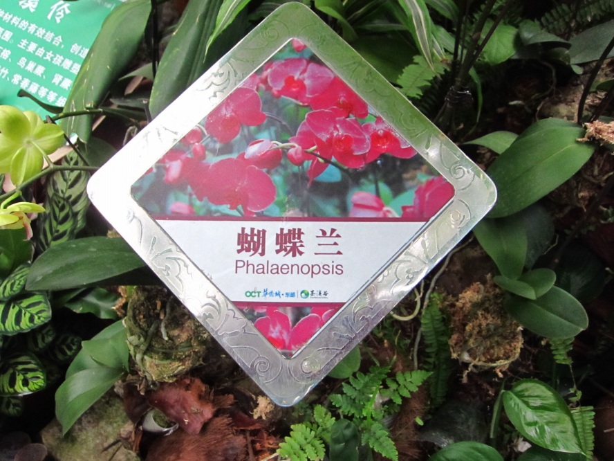植物.jpg