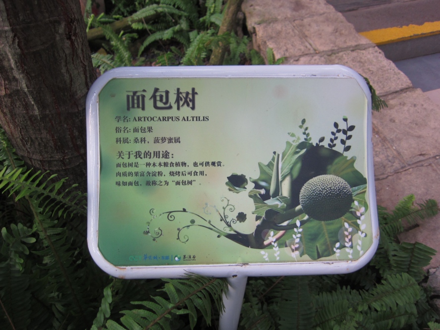 植物 (5).jpg