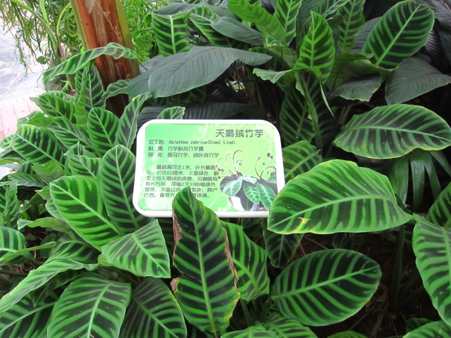 植物 (7).jpg