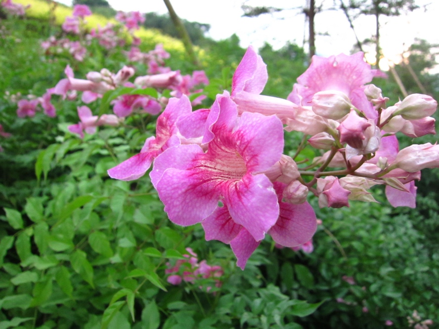 植物8 (1).jpg