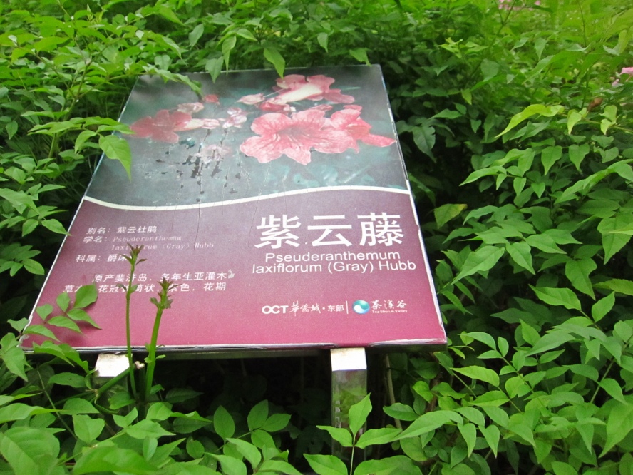 植物8 (2).jpg