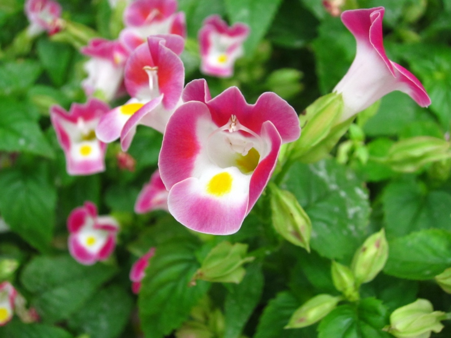 植物9 (10).jpg