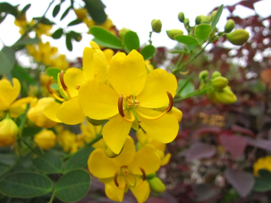 植物8.jpg
