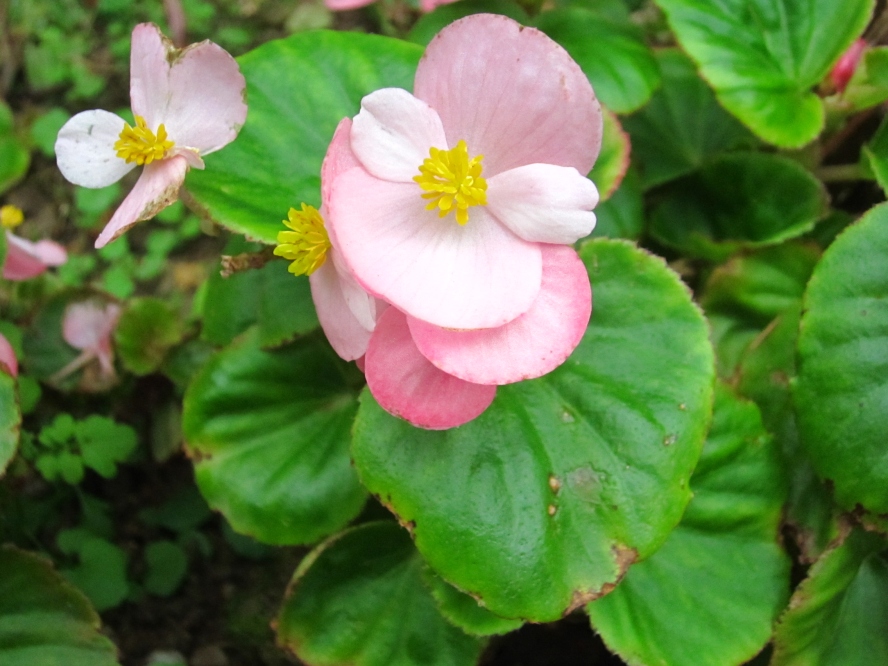 植物9 (11).jpg