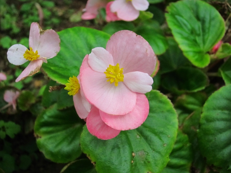 植物9 (12).jpg
