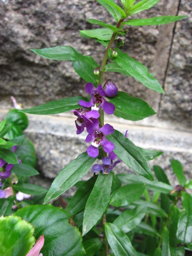 植物9 (13).jpg