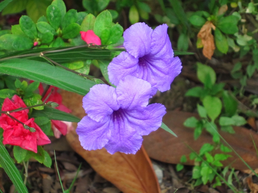 植物9 (14).jpg