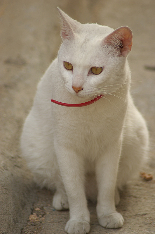 White Cat.jpg
