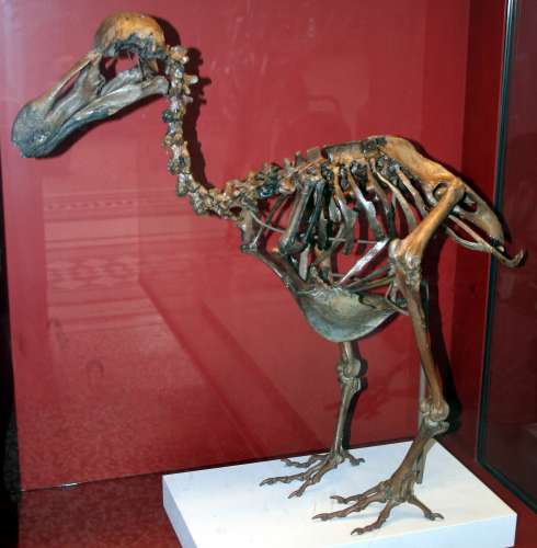 Dodo-Skeleton.jpg