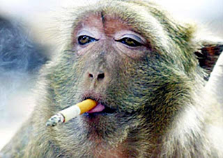 bahaya-merokok-rokok.jpg