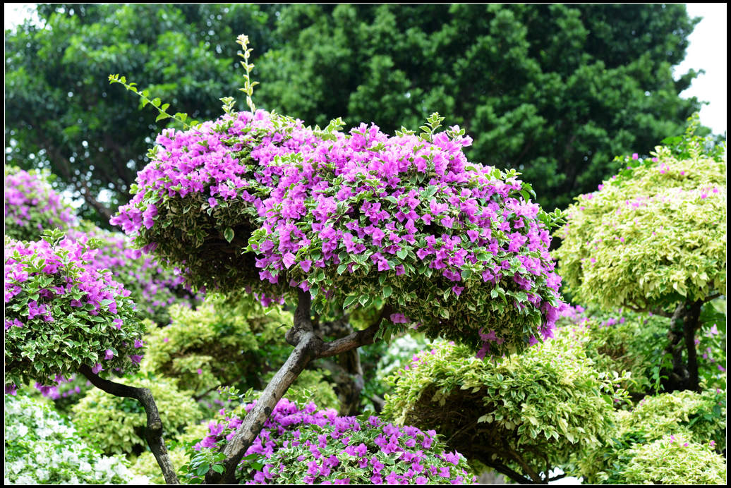 DSC_2227.jpg