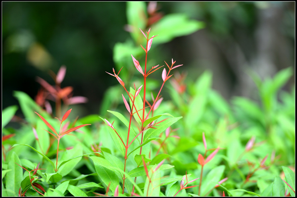 DSC_2368.jpg