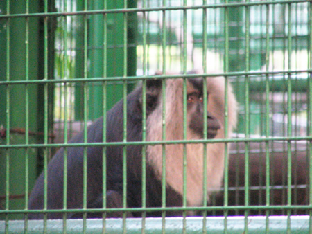 園內飼養的獅尾猴.jpg
