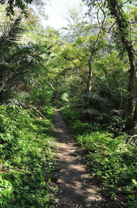 接近步道終點。古道綠蔭怡人.jpg