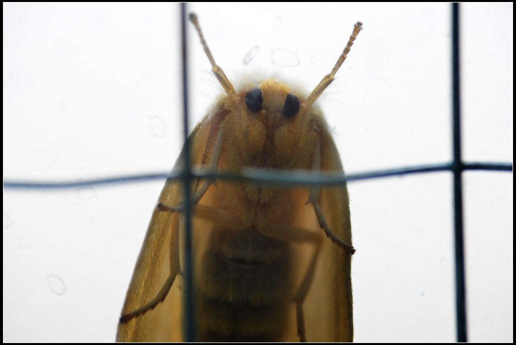 DSC_2175R.jpg
