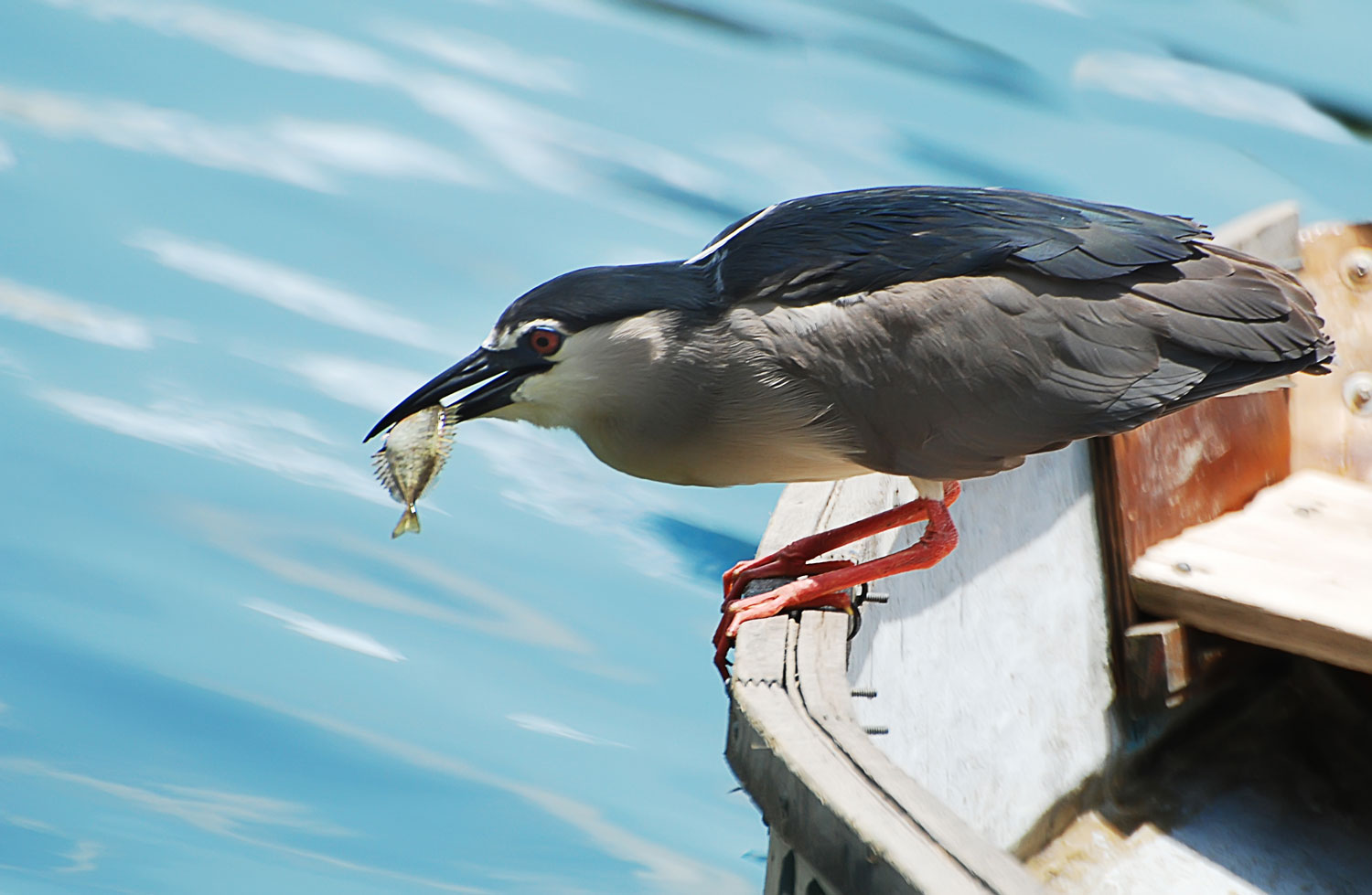 birdcatchfish.jpg
