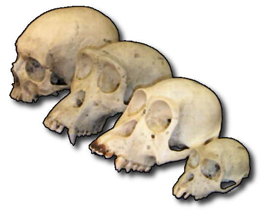 Primate_skull_series.png