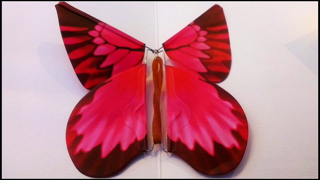 Butterfly.jpg