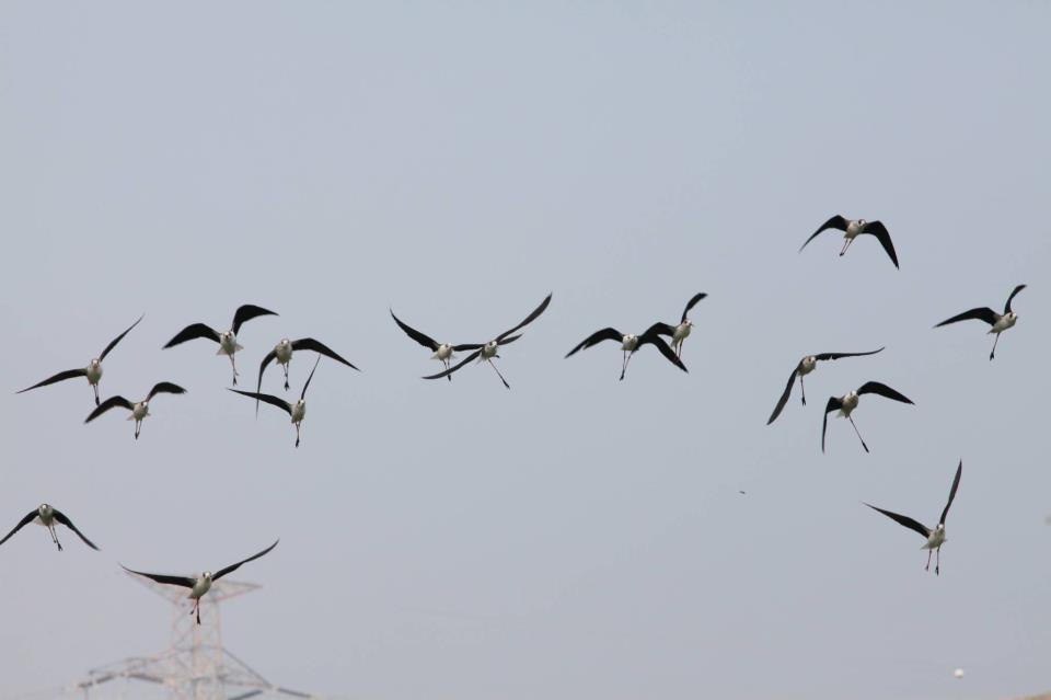 鳥_04.jpg
