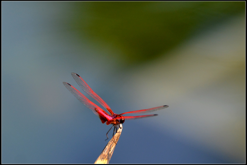 DSC_2048.jpg