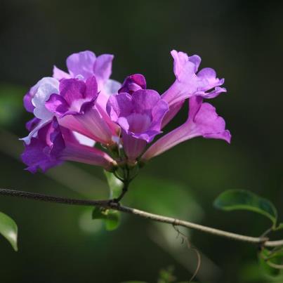 花花_01.jpg