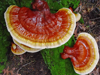 Ganoderma-red-mushroom.jpg