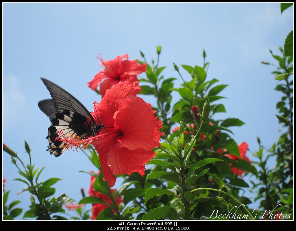 Bufferfly.jpg