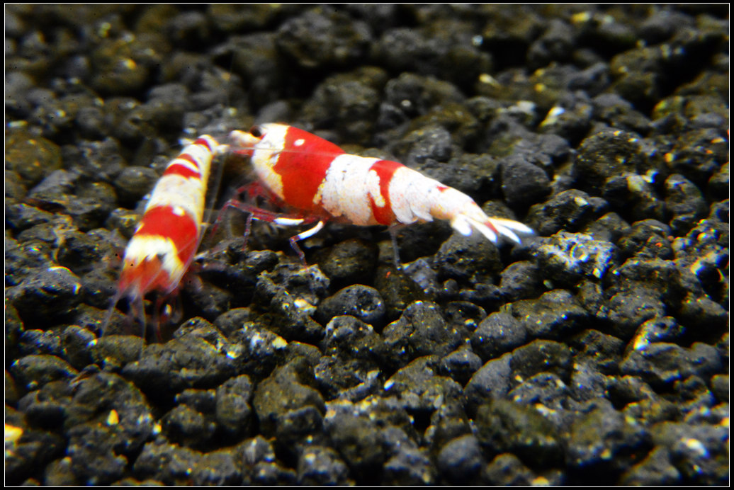 DSC_2110R.jpg