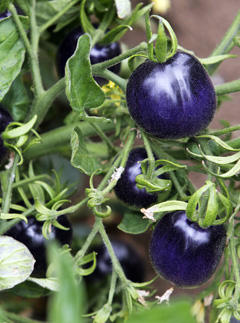tomato-purple.jpg