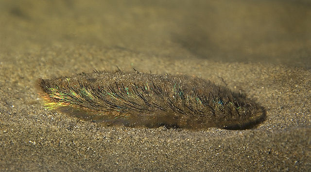 640px-Aphrodita_aculeata_(Sea_mouse).jpg