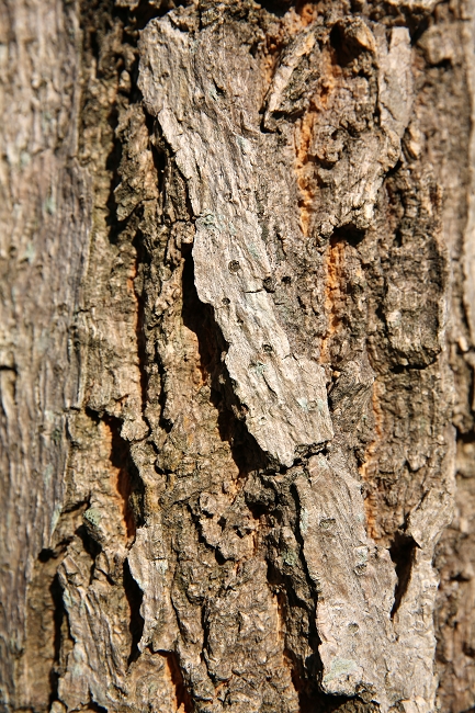 3P1A2732.JPG