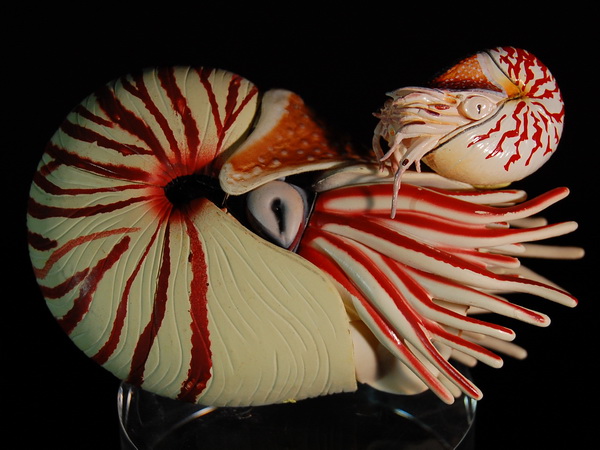 4. 現生鸚鵡螺模型.jpg