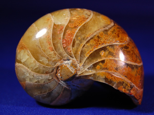 5. 白堊紀中期.jpg